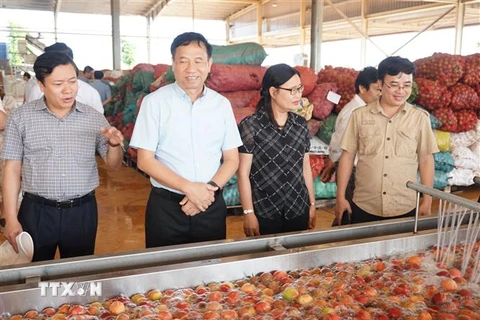 Sơ chế nông sản tại Công ty Cổ phần thực phẩm xuất khẩu Đồng Giao (Doveco) tại huyện Mang Yang, tỉnh Gia Lai. (Ảnh: Hồng Điệp/TTXVN)