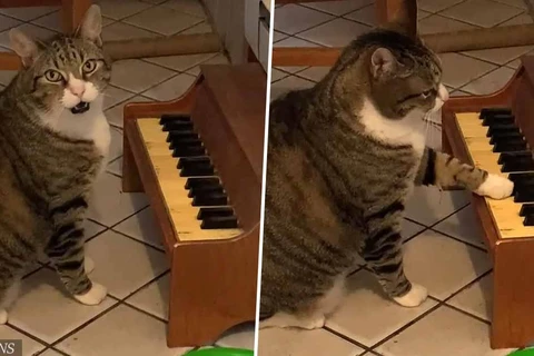 Kỳ lạ chú mèo chơi piano để thông báo cho chủ biết mình đang đói