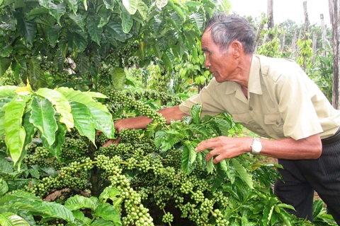 Chăm sóc cây cà phê tại huyện Chư Sê, tỉnh Gia Lai. (Ảnh: Hồng Điệp/TTXVN)