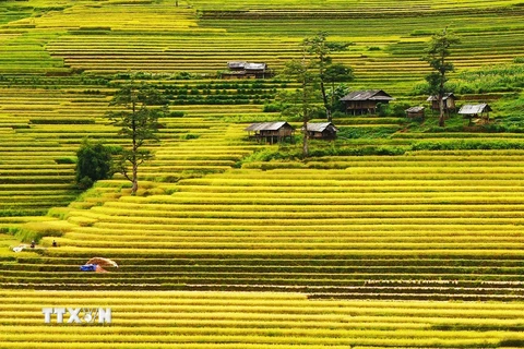 Bản Lìm Mông, xã Cao Phạ là một trong những nơi có cánh đồng lúa đẹp nhất Mù Cang Chải.. (Ảnh: Lâm Khánh/TTXVN)