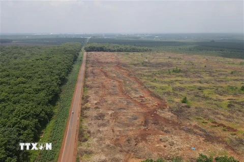Hàng trăm ha cao su trong vùng dự án sân bay Long Thành đã được cưa cắt. (Ảnh: Công Phong/TTXVN)