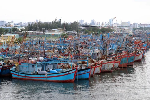 Tàu cá của ngư dân các tỉnh, thành phố miền Trung về neo đậu tránh bão an toàn tại Âu thuyền Thọ Quang, Đà Nẵng. (Ảnh: Trần Lê Lâm/TTXVN)