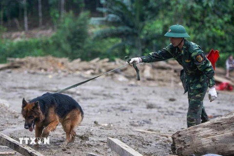 Chó nghiệp vụ được tăng cường trong công tác tìm kiếm nạn nhân vụ sạt lở tại Trà Leng. (Ảnh: Trần Tĩnh/TTXVN)