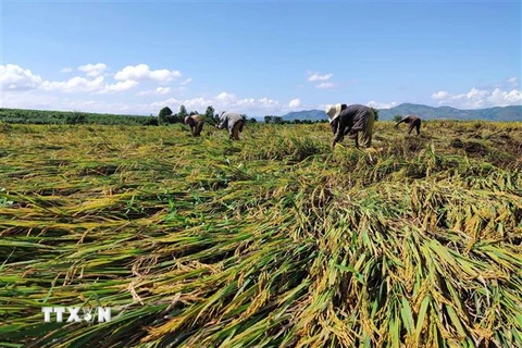 Người dân Kon Tum gặt vội những diện tích lúa bị ngã, đổ do bão. (Ảnh minh họa: Dư Toán/TTXVN)
