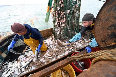 Quyền đánh bắt cá là một trong những bất đồng chính cản trở một thỏa thuận mà hai bên đang rất cần đạt được.. (Ảnh: AFP/TTXVN)