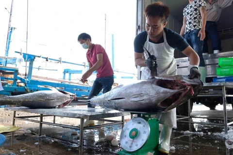 Ngư dân tỉnh Khánh Hòa khai thác cá ngừ đại dương xuất khẩu. (Ảnh: TTXVN)