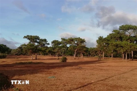 Dự án sân Golf Đắk Đoa (huyện Đắk Đoa, Gia Lai) sẽ phải chuyển đổi hơn 174 ha đất rừng thông tại huyện Đắk Đoa, Gia Lai. (Ảnh: TTXVN phát)