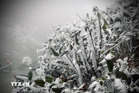 Một số hình ảnh sương muối, băng giá tại đỉnh đèo Khau Phạ. (Ảnh: Tuấn Anh-A Lù/TTXVN)