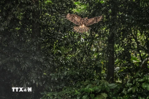 Một cá thể diều hâu núi được tái thả, giang cánh bay về rừng.(Ảnh: Thành Đạt/TTXVN)