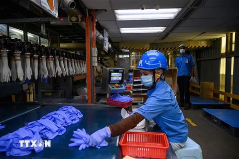 Công nhân làm việc tại nhà máy của Tập đoàn Top Glove ở Shah Alam, ngoại ô Kuala Lumpur, Malaysia ngày 26/8/2020. (Ảnh: AFP/TTXVN)