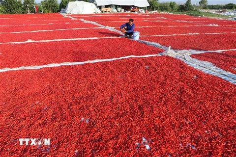 Phơi ớt sau thu hoạch ở huyện Thanh Bình, Đồng Tháp. (Ảnh: Nguyễn Văn Trí/TTXVN)