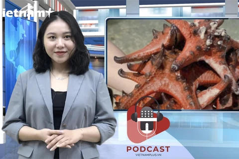 [Audio] Phẫn nộ trước tình trạng hại chết sao biển để chụp ảnh sống ảo