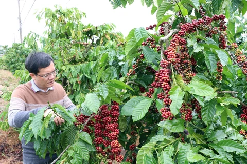 Càphê ở huyện Đăk Hà, Kon Tum vào vụ. (Ảnh: Hoàng Cao Nguyên/TTXVN)