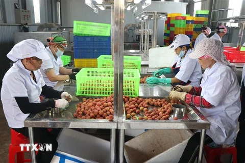 Sơ chế vải thiều Hải Dương xuất đi Nhật tại nhà máy của Công ty cổ phần Ameii Việt Nam. (Ảnh: Mạnh Minh/TTXVN)