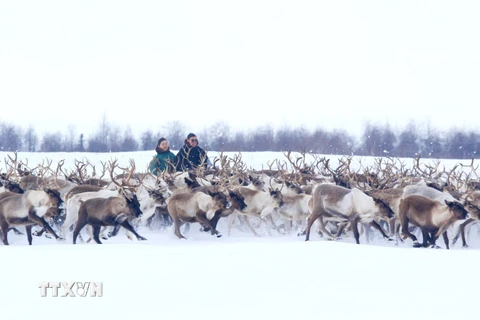 Trẻ em dân tộc Nenets từ nhỏ đã theo cha, anh làm công việc thuần hóa và chăn nuôi tuần lộc bán hoang dã trên các vùng lãnh nguyên rộng lớn. (Ảnh: Trần Hiếu/TTXVN)
