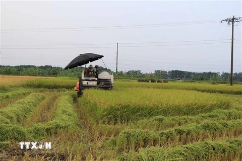 Gặt lúa giúp dân tại phường Khắc Niệm, thành phố Bắc Ninh. (Ảnh: Thanh Thương/TTXVN)