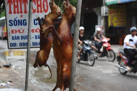 Những ý kiến trái chiều về việc có nên ăn thịt chó tại Việt Nam