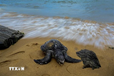 Xác rùa biển trôi dạt vào bờ ở Wellawatte, Sri Lanka ngày 24/6/2021, sau sau thảm họa đắm tàu. (Ảnh: AFP/TTXVN)