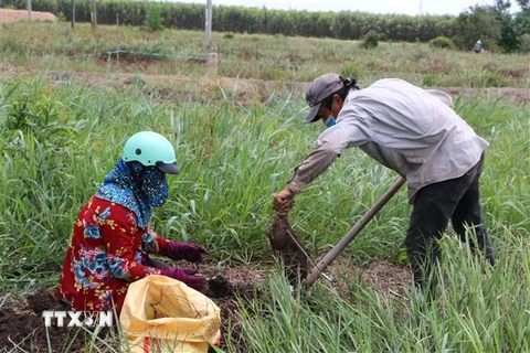 Nông dân huyện Thạnh Hóa (Long An) vụ thu hoạch khoai mỡ. (Ảnh: Thanh Bình/TTXVN)