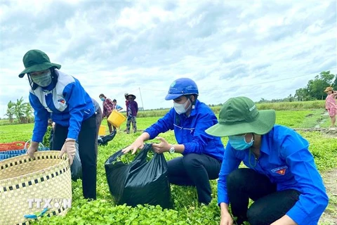 Thanh niên tình nguyện Huyện đoàn Phước Long với mô hình Áo xanh ra đồng hỗ trợ người dân thu hoạch rau màu trong thời gian giãn cách xã hội. (Ảnh: Chanh Đa/TTXVN)