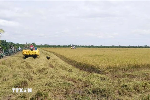 Thu hoạch lúa Hè Thu năm 2021 ở huyện Thanh Bình. (Ảnh: Nguyễn Văn Trí/TTXVN)