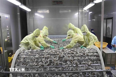 Chế biến sản phẩm tôm xuất khẩu tại nhà máy của Tập đoàn Thủy sản Minh Phú tỉnh Cà Mau. (Ảnh: Vũ Sinh/TTXVN)
