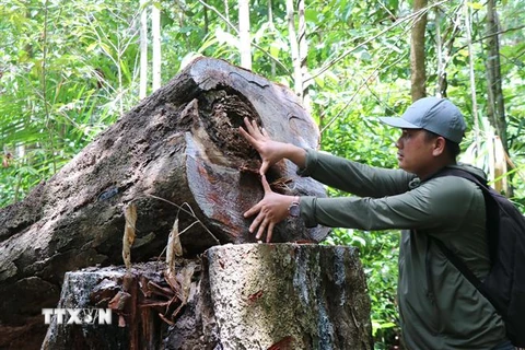 Liên tiếp nhiều cây gỗ lớn vị chặt hạ tại rừng phòng hộ Phổ Phong. (Ảnh: Sỹ Thắng/TTXVN)