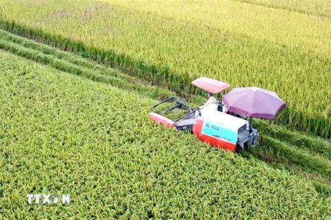 Hoạt động thu hoạch lúa mùa bằng máy gặt đập liên hợp tại huyện Bình Xuyên, Vĩnh Phúc. (Ảnh: Hoàng Hùng/TTXVN)