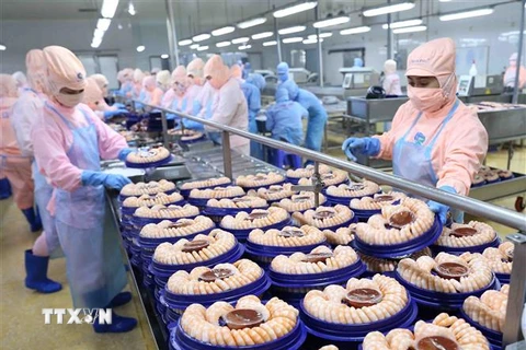 Chế biến tôm xuất khẩu tại nhà máy của Tập đoàn Minh Phu Seafood Corp, Khu công nghiệp Nam Sông Hậu (Hậu Giang). (Ảnh: Vũ Sinh/TTXVN)
