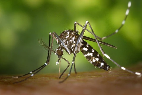 Bệnh sốt chikungunya do muỗi Aedes (muỗi vằn) truyền bệnh. (Nguồn: wikipedia)