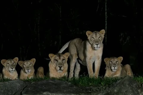 Sư tử ở công viên Night Safari. (Nguồn: Night Safari)