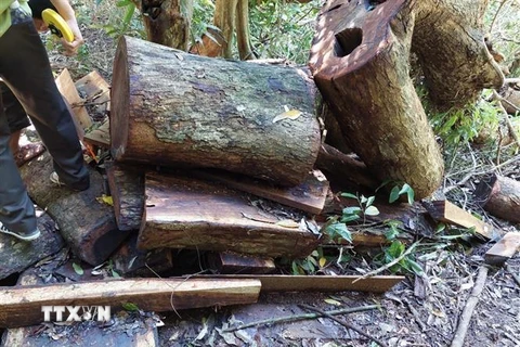 Số gỗ hương bị khai thác trái phép còn sót lại tại rừng Quốc gia Kon Ka Kinh. (Ảnh: TTXVN phát)