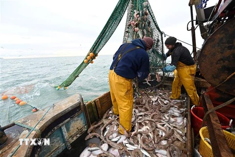 Ngư dân đánh cá ở ngoài khơi bờ biển phía Đông Nam nước Anh ngày 12/10/2020. (Ảnh: AFP/TTXVN)