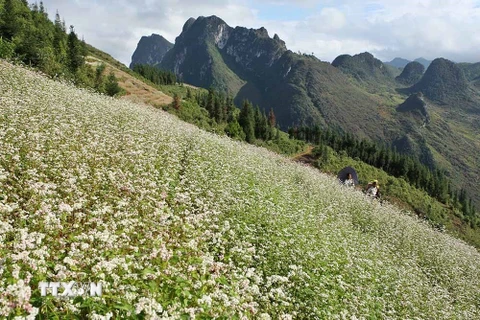 Vẻ đẹp quyến rũ của hoa tam giác mạch trên những triền núi tạo nên cảnh nên thơ nơi núi non hùng vĩ của cao nguyên đá Đồng Văn. (Ảnh: Minh Quyết/TTXVN)