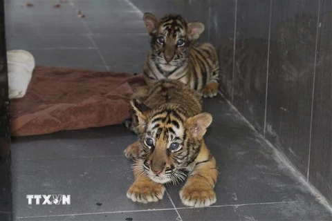 Các cá thể hổ do Công an Nghệ An bắt giữ được Vườn quốc gia Pù Mát chăm sóc. (Ảnh: TTXVN phát)