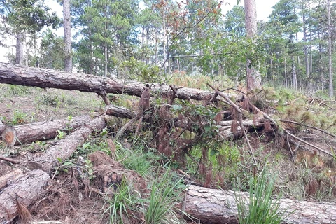 Hàng trăm cây thông bị chặt hạ trên khu vực đất UBND tỉnh Lâm Đồng giao cho công ty Hàn Việt triển khai dự án. (Nguồn: kinhtemoitruong.vn)