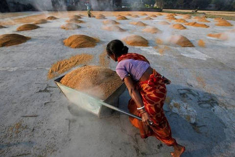 Một người lao động Ấn Độ đang vận chuyển gạo. (Nguồn: Reuters)