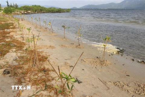 300 cây đước trồng ven đầm Thủy Triều, huyện Cam Lâm, Khánh Hòa. (Ảnh: Phan Sáu/TTXVN)