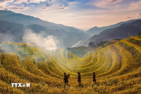 Vào mùa lúa chín hằng năm, khu ruộng bậc thang Mù Cang Chải, huyện Mù Cang Chải thu hút nhiều khách du lịch đổ về tham quan. (Ảnh: Đỗ Tuấn Anh/TTXVN)