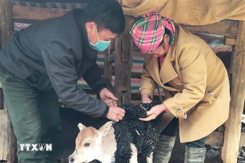 Người dân xóm Tân Thịnh, xã Vũ Minh, huyện Nguyên Bình, Cao Bằng mặc áo chống rét cho bò trong những ngày lạnh giá. (Ảnh: Quốc Đạt/TTXVN)
