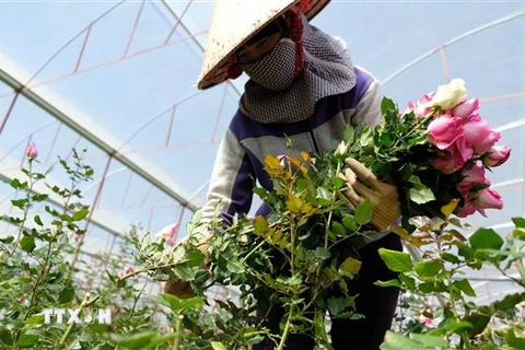 Người dân huyện Lạc Dương (Lâm Đồng) thu hoạch hoa hồng. (Ảnh minh họa: Nguyễn Dũng/TTXVN)