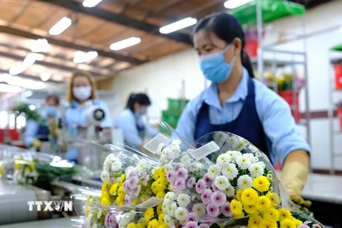 Công nhân của công ty TNHH Dalat Hasfarm (thành phố Đà Lạt) phân loại và đóng gói hoa trước khi đóng thùng xuất khẩu ra nước ngoài. (Ảnh: Nguyễn Dũng/TTXVN)