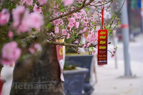 Thời tiết thuận lợi cho hoa đào nở vào đúng dịp Tết cổ truyền . (Ảnh: Minh Hiếu/Vietnam+) 