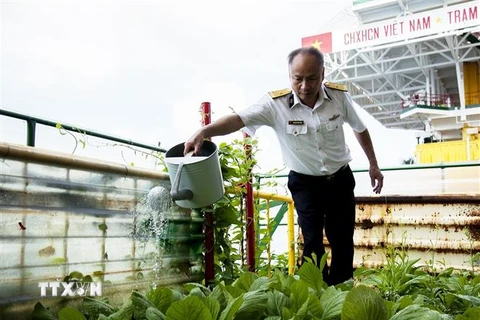 Thiếu tá Nguyễn Hữu Toàn chăm sóc vườn rau xanh trên nhà giàn DK1. (Ảnh: Hồng Đạt/TTXVN)