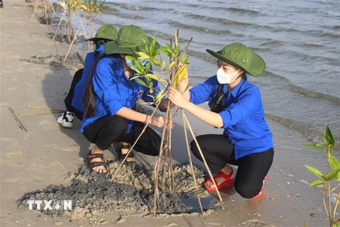 Lực lượng đoàn viên, thanh niên xã Cam Thành Bắc, huyện Cam Lâm, tỉnh Khánh Hòa hưởng ứng trồng cây đước ở rừng ngập mặn ven đầm Thủy Triều. (Ảnh: Phan Sáu/TTXVN)