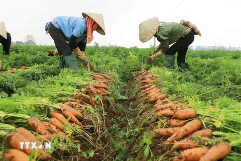 Nông dân xã Đức Chính, huyện Cẩm Giàng thu hoạch cà rốt. (Ảnh: Vũ Sinh/TTXVN)