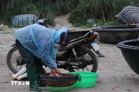 Tiểu thương hòa chất lỏng màu đỏ vào ruốc tại bãi biển Thọ Quang (quận Sơn Trà, thành phố Đà Nẵng). (Ảnh: Văn Dũng/TTXVN)