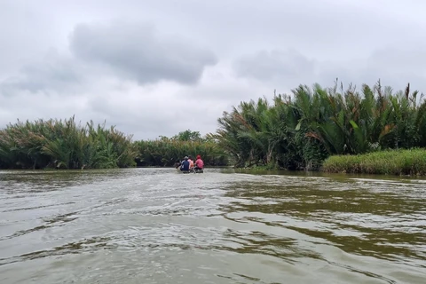Rừng dừa nước tại xã Bình Phước. (Ảnh: Đinh Hương/TTXVN)