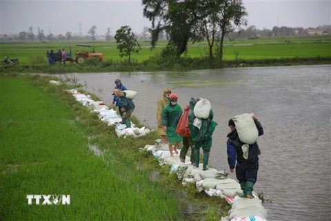 Người dân xã Hải quế, huyện Hải Lăng dầm mưa đắp đê để bảo vệ diện tích lúa đang kì trổ bông. (Ảnh: Thanh Thủy/TTXVN)