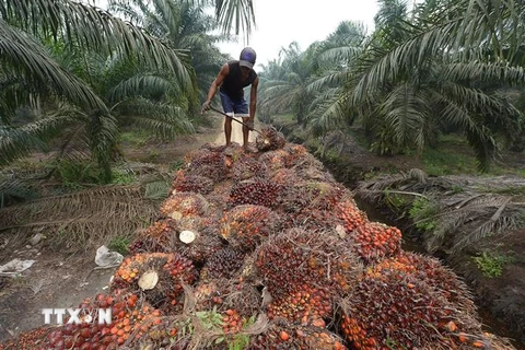 Công nhân thu hoạch dầu cọ tại Pelalawan, tỉnh Riau, Indonesia. (Ảnh: AFP/TTXVN)